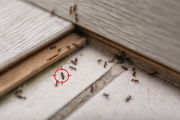 Best Pest Control for Homes  in James City, NC